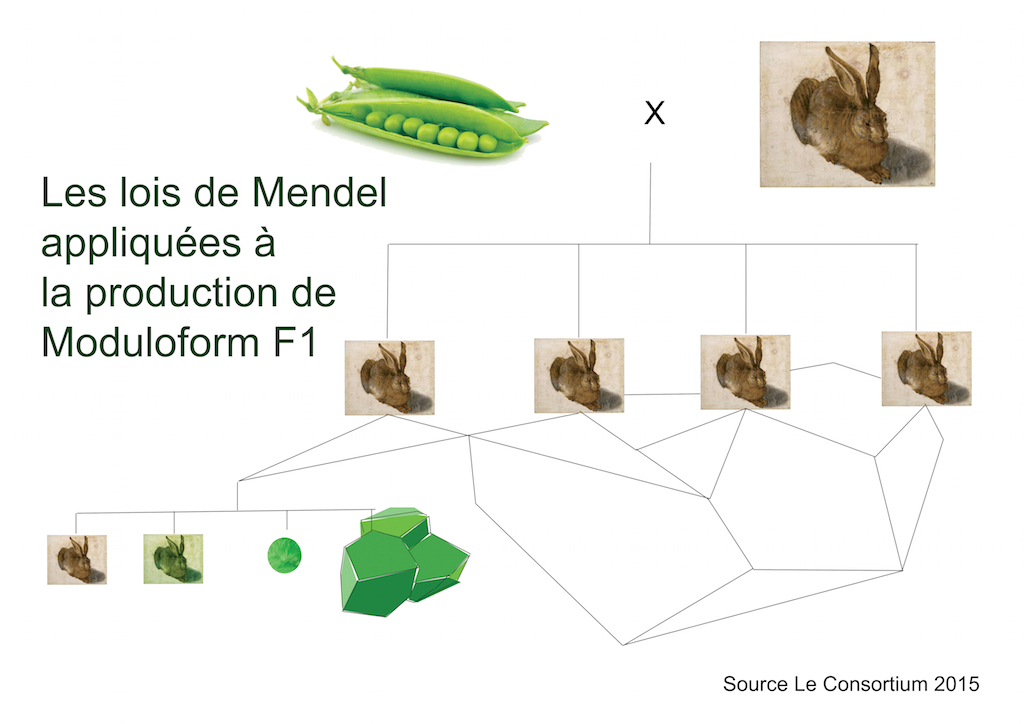 Lois de Mendel appliquées à la production de Moduloform F1